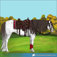 Horse Color:Bay Sabino Splash Appaloosa Rabicano 