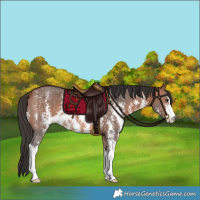 Horse Color:Bay Sabino Rabicano