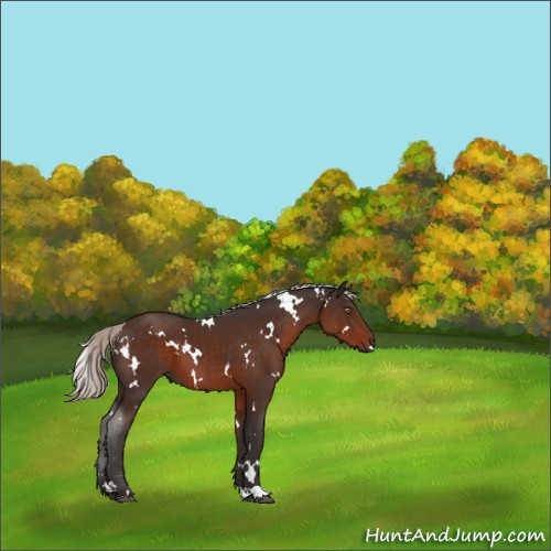 Horse Color:White Spotted Silver Brown 