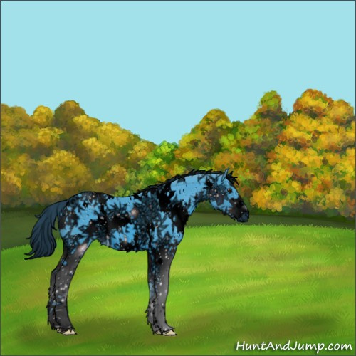 Horse Color:ERROR: UNKNOWN ANOMALY