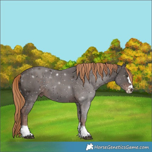 Horse Color:Liver Chestnut 
