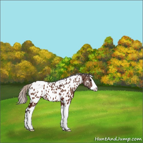 Horse Color:White Spotted Silver Bay Sabino Splash Appaloosa 