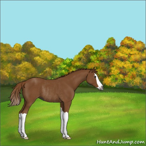 Horse Color:Gray Chestnut Splash Rabicano