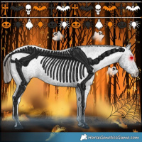 Horse Color:Black Appaloosa Rabicano