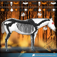 Horse Color:Black Appaloosa Rabicano 