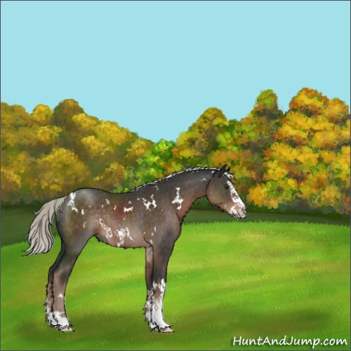 Horse Color:White Spotted Liver Chestnut Mushroom Sabino Splash Rabicano 