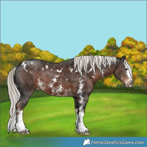 Horse Color:White Spotted Liver Chestnut Mushroom Sabino Splash Rabicano 