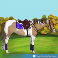 Horse Color:Classic Cream Champagne Tobiano Rabicano 