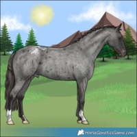 Horse Color:Liver Red Roan Appaloosa 