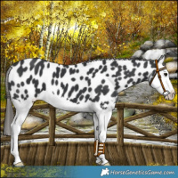 Horse Color:Black Splash Near Leopard 