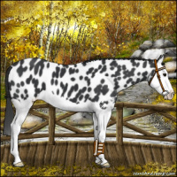 Horse Color:Black Splash Appaloosa