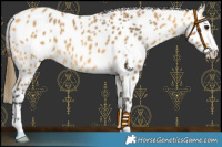 Horse Color:Buckskin Leopard 
