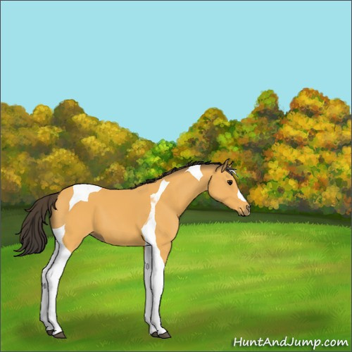 Horse Color:Buckskin Tobiano 