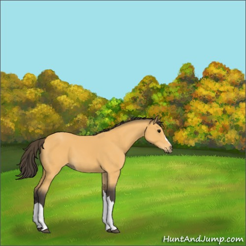 Horse Color:Buckskin 