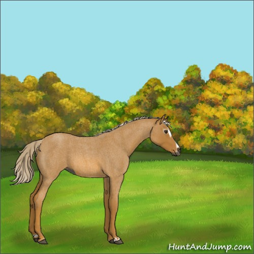 Horse Color:Gray Palomino Roan Sabino 