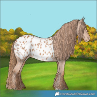 Horse Color:Chestnut Appaloosa 