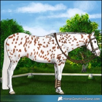 Horse Color:Silver Bay Splash Appaloosa 