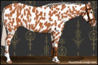 Horse Color:Silver Bay Appaloosa