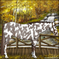 Horse Color:Liver Red Roan Sabino Appaloosa Rabicano