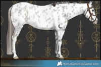 Horse Color:Liver Red Roan Sabino Leopard Rabicano 
