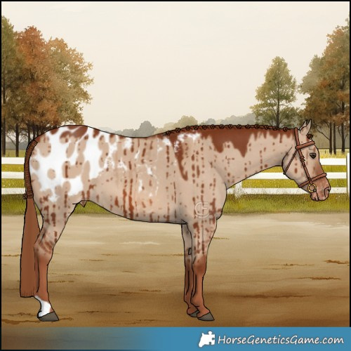 Horse Color:Red Dun Appaloosa Brindle 