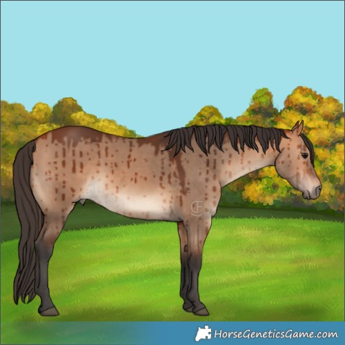 Horse Color:Bay Dun Brindle 