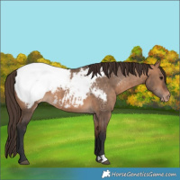 Horse Color:Bay Dun Appaloosa Brindle