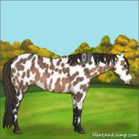 Horse Color:Brown Dun Appaloosa Brindle