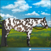 Horse Color:Brown Dun Near Leopard Brindle 