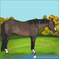 Horse Color:Brown Dun Brindle 