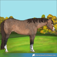 Horse Color:Bay Dun Appaloosa Brindle 