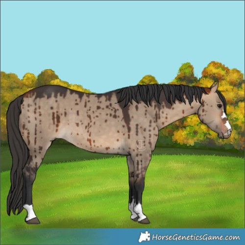 Horse Color:Bay Dun Brindle