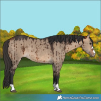 Horse Color:Bay Dun Brindle 
