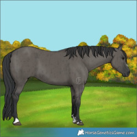 Horse Color:Grullo Brindle 