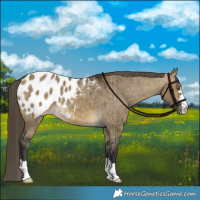 Horse Color:Buckskin Dun Appaloosa Brindle 
