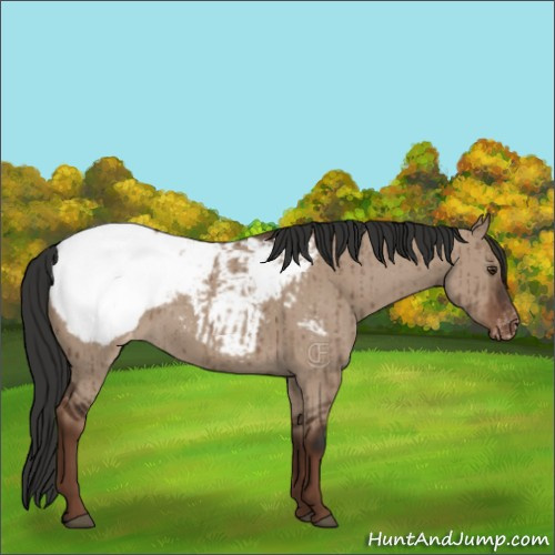 Horse Color:Liver Red Dun Appaloosa Brindle 