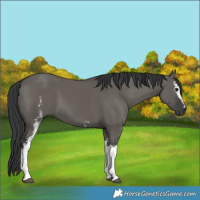 Horse Color:White Spotted Grullo 