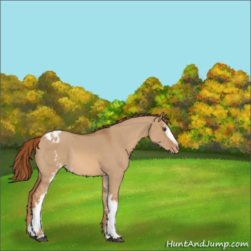 Horse Color:White Spotted Red Dun Appaloosa 