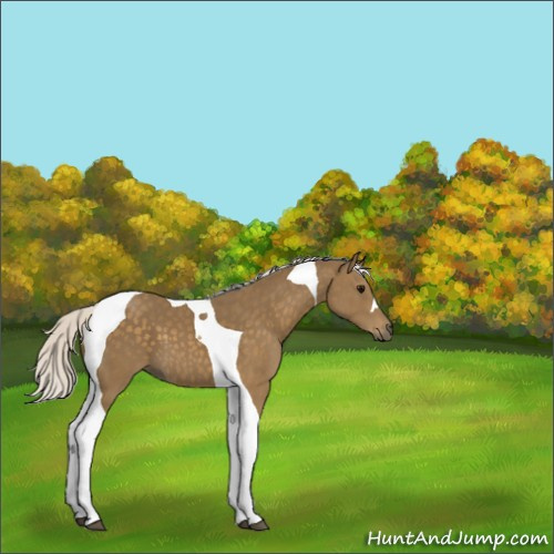 Horse Color:Silver Smoky Black Tobiano 