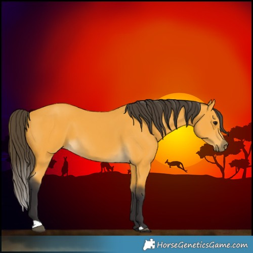 Horse Color:Buckskin 