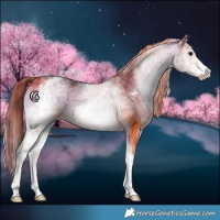 Horse Color:White Spotted Bay Onyx 