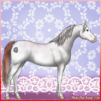 Horse Color:White Spotted Bay Onyx