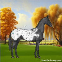 Horse Color:Black Appaloosa 
