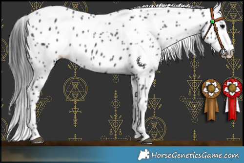 Horse Color:Black Appaloosa