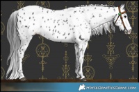 Horse Color:Black Appaloosa