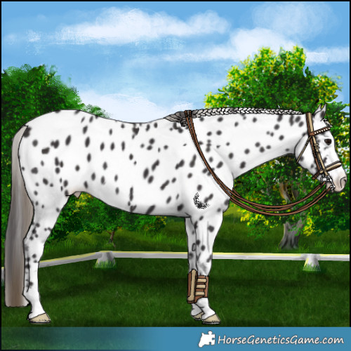 Horse Color:Smoky Black Appaloosa 