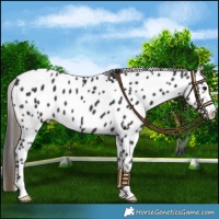 Horse Color:Smoky Black Near Leopard 