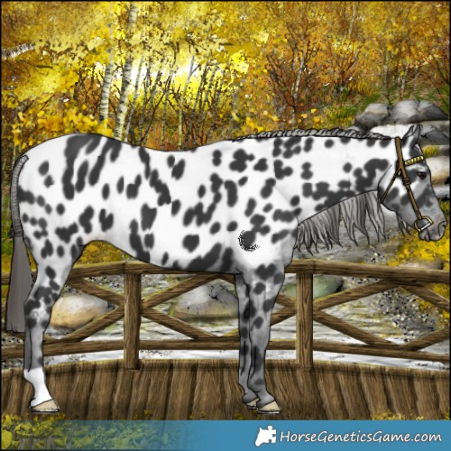Horse Color:Black Appaloosa 