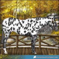 Horse Color:Black Appaloosa 
