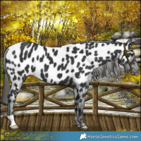 Horse Color:Black Near Leopard 